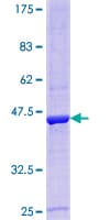 Human PLEKHJ1 Protein (Recombinant GST)