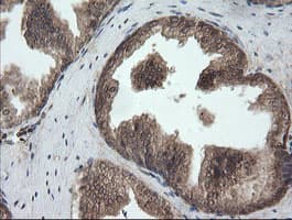 UBE2G2 Antibody (clone OTI9F2, Carrier-free)