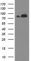 FAM40A Antibody (clone OTI7B8)