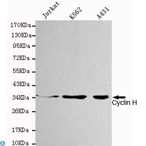 Monoclonal Mouse anti-Human CCNH / Cyclin H Antibody (WB)