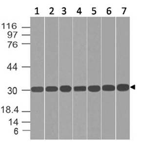 BHLHB40 / HES2 Antibody