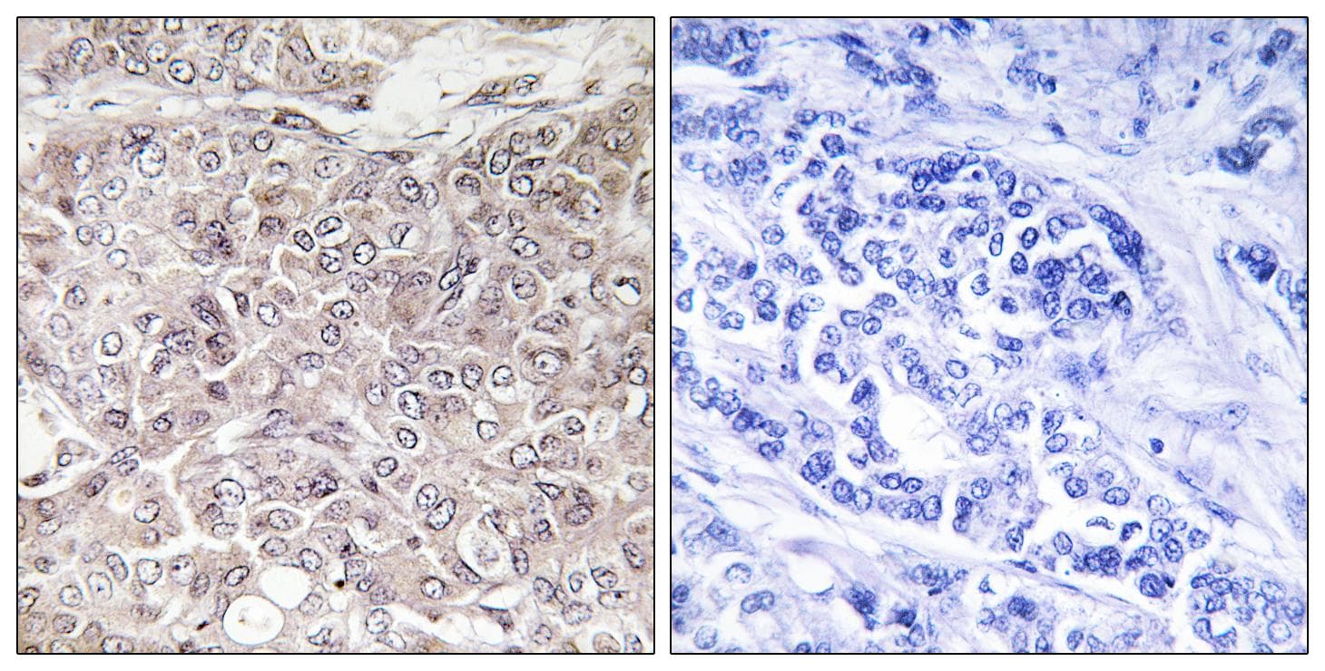 GPRIN3 Antibody