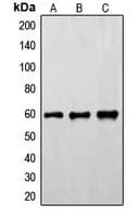 SYN / FYN Antibody (phospho-Tyr530)