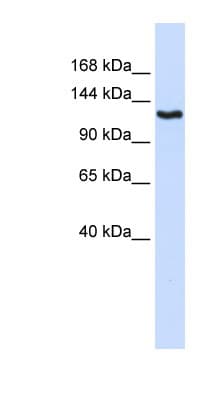 IGSF1 Antibody (aa324-373)