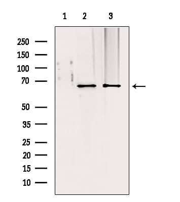 TOMM70A Antibody