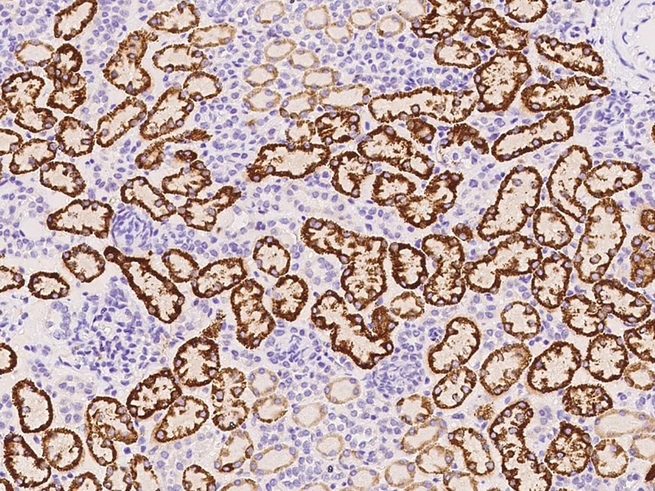 Monoclonal Mouse anti-Human VSIR / GI24 / VISTA Antibody (clone 027, Preservative Free, IHC)
