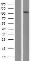 CFAP58 / CCDC147 Protein (Over-Expression Lysate Myc-DDK (Flag))