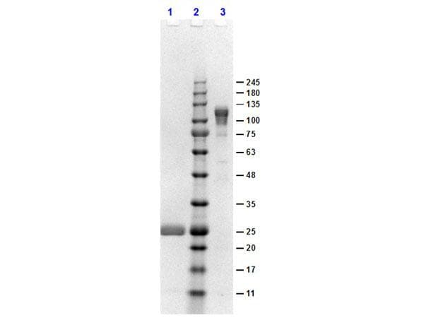 Polyclonal Goat Anti-Rabbit IgG Fc Secondary Antibody (IHC, WB)