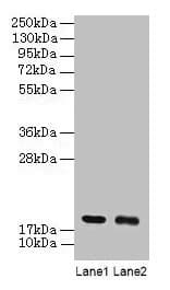 UBE2I / UBC9 Antibody