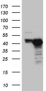 CHIA / Amcase Antibody (clone OTI3H4, Carrier-free)