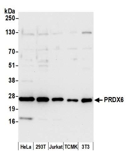 PRDX6 / Peroxiredoxin 6 Antibody (aa1-50)