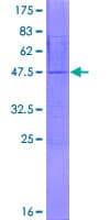 Human NDUFA8 Protein (Recombinant GST)