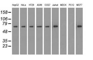 SNX9 / WISP Antibody (clone OTI2F1)
