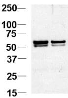 Polyclonal Rabbit anti-Human NAP1L1 Antibody (aa1-30, WB)