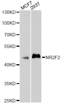 COUP-TFII / NR2F2 Antibody