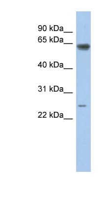 TAF5L Antibody (aa431-480)