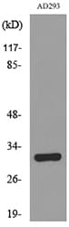 Polyclonal Rabbit anti-Human BAG1 / BAG-1 Antibody (WB)