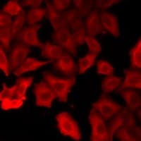 VPS4A Antibody