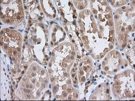 ACAT2 Antibody (clone OTI5C9, Carrier-free)