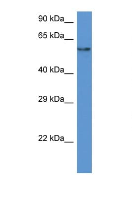 PD2 / PAF1 Antibody (aa112-161)
