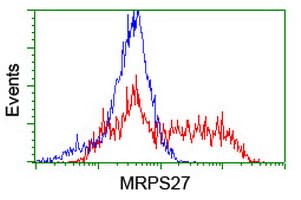 Monoclonal Mouse anti-Human MRPS27 Antibody (clone OTI2B10, WB)
