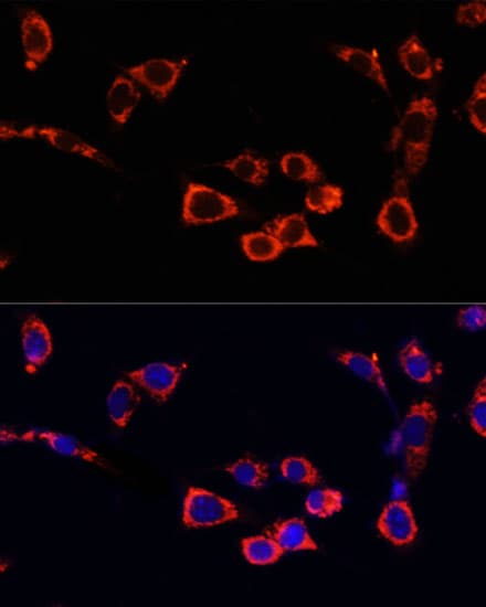 MTOR Antibody