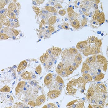 PK2 / PROK2 Antibody