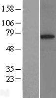 SYVN1 / HRD1 Protein (Over-Expression Lysate Myc-DDK (Flag))