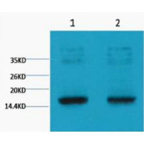 Histone H3 Antibody (clone 4H8)