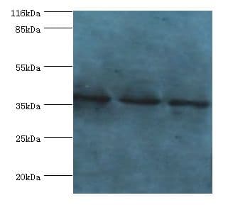 NAGK Antibody (aa2-344)
