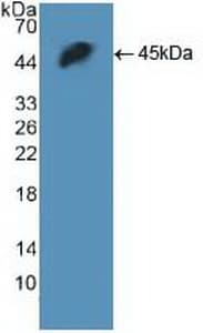 H2AFX / H2AX Antibody (aa2-143)