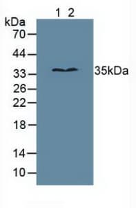 MPG Antibody (aa70-296)