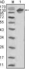 ERBB3 / HER3 Antibody (clone 2F9)