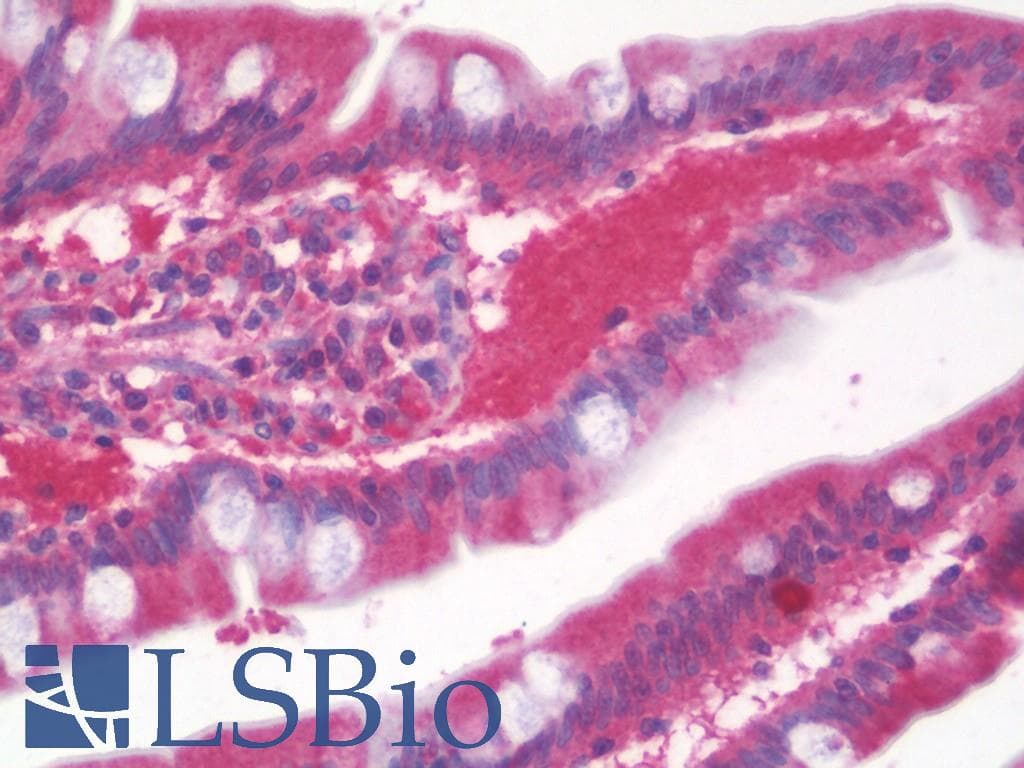 IHC-plus™ PPID / Cyclophilin D Antibody (clone 4C7)
