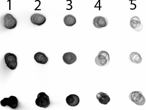 Goat Anti-Human IgG Secondary Antibody (AP)