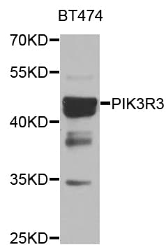 PIK3R3 / p85 Gamma Antibody