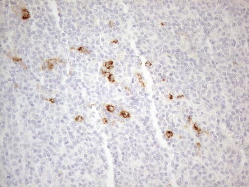 ANPEP / CD13 Antibody (aa668-967, clone OTI3F8, Carrier-free)