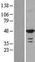 RASSF8 Protein (Over-Expression Lysate Myc-DDK (Flag))