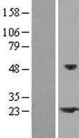 HSPB2 / HSP27 Protein (Over-Expression Lysate Myc-DDK (Flag))