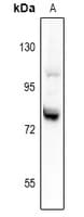 Polyclonal Rabbit anti-Human SYTL4 / Granuphilin Antibody (WB)