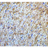 GABARAP Antibody