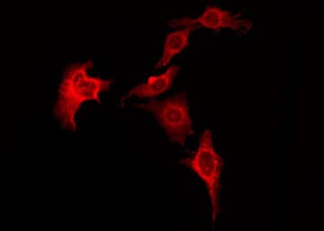 Polyclonal Rabbit anti-Human HRH1 / Histamine H1 Receptor Antibody (IF, WB)