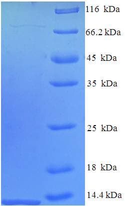 Mouse Ccl12 / MCP5 Protein (Recombinant His)