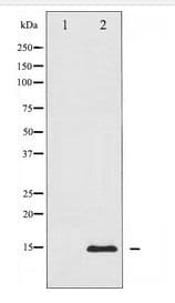 CYCS / Cytochrome c Antibody