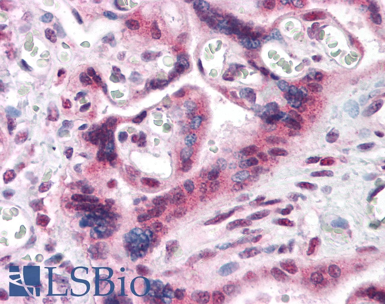 IHC-plus™ IRF2BP2 Antibody