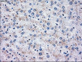 OXSR1 / OSR1 Antibody (clone OTI1F3)