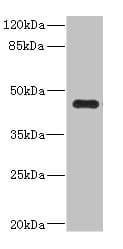 Ren2 / Renin-2 Antibody