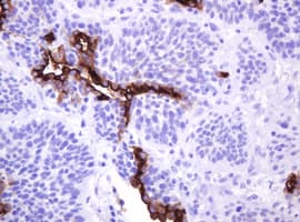 EMA / MUC1 Antibody (clone OTI2F6)