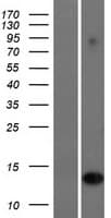 IFI6 / G1P3 Protein (Over-Expression Lysate Myc-DDK (Flag))