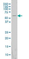 FTCD / 58K Golgi Protein Antibody (clone 3A4)